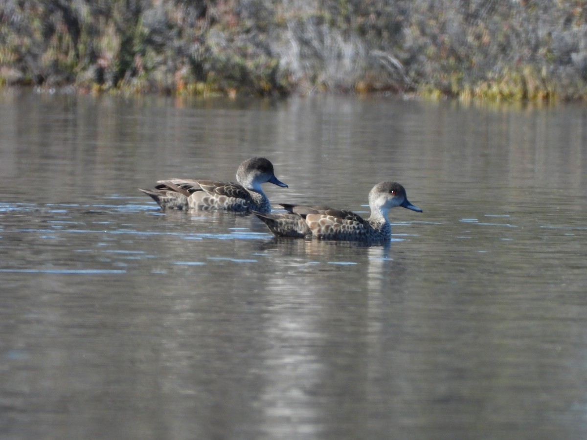 Gray Teal - ML646388352