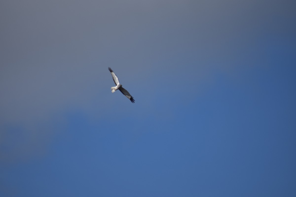 moták severoamerický - ML646388354