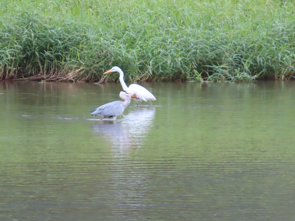 Great Egret - ML646388355