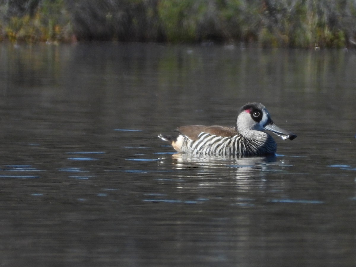 Pink-eared Duck - ML646388356