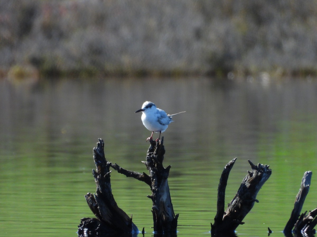 Whiskered Tern - ML646388357