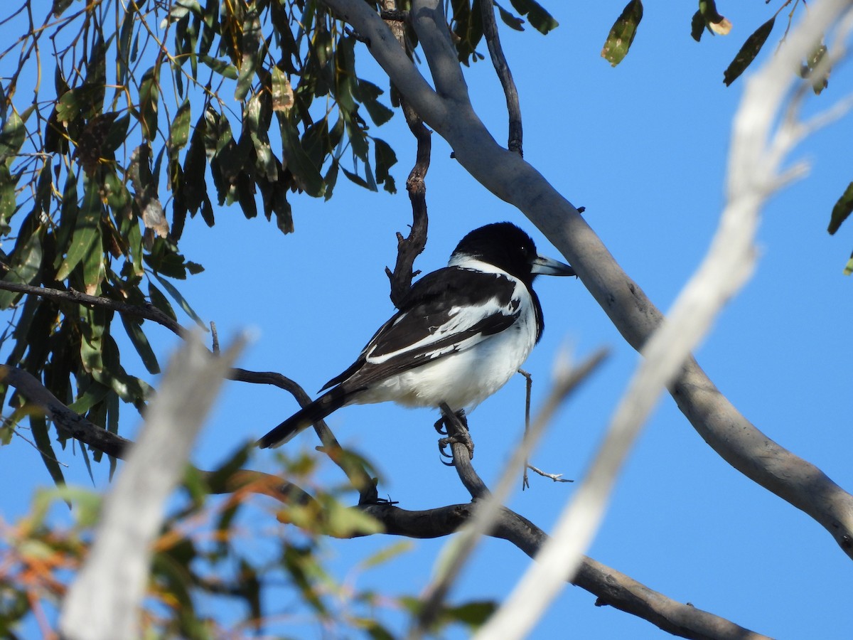 Pied Butcherbird - ML646388358