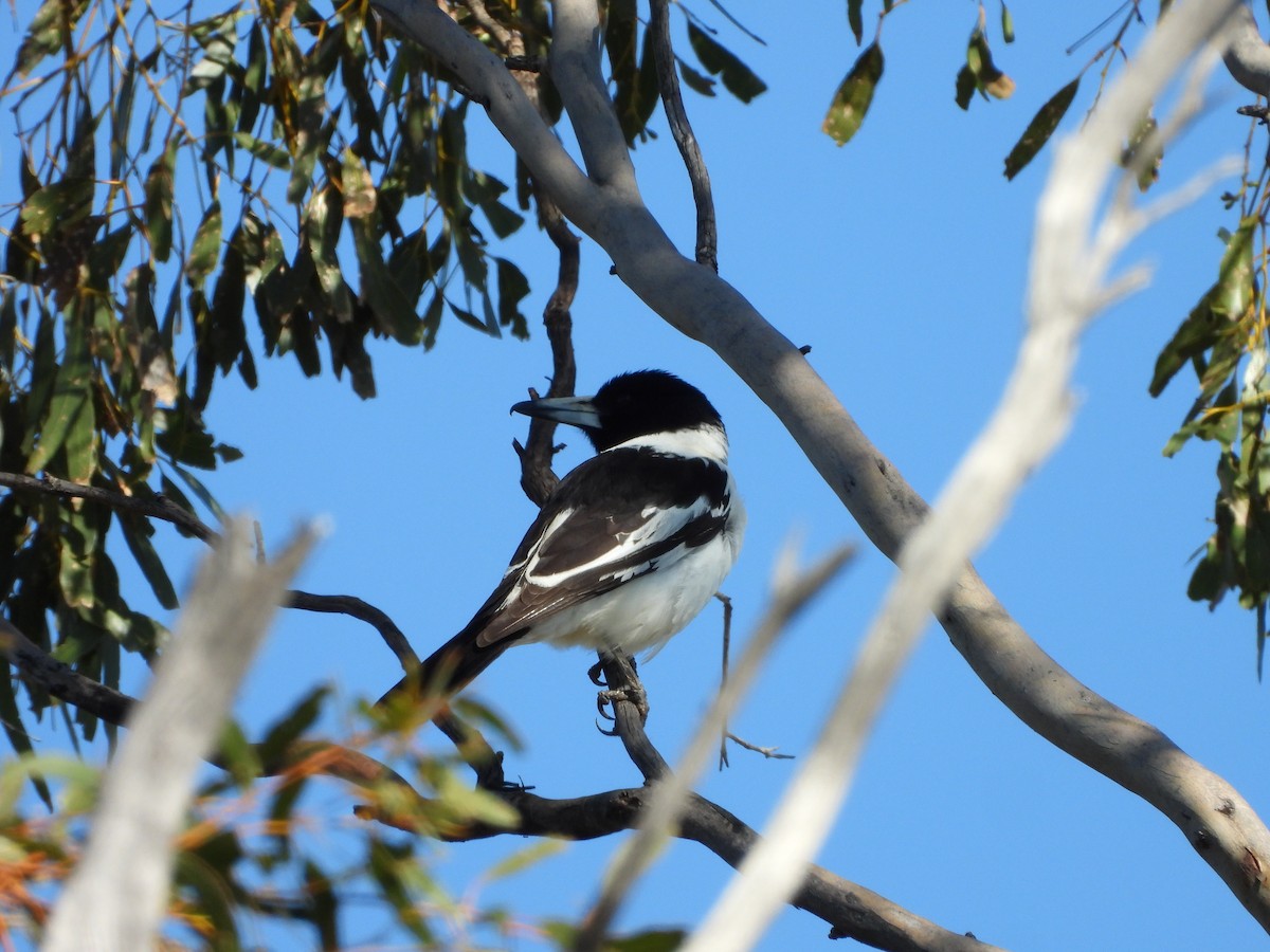 Pied Butcherbird - ML646388359