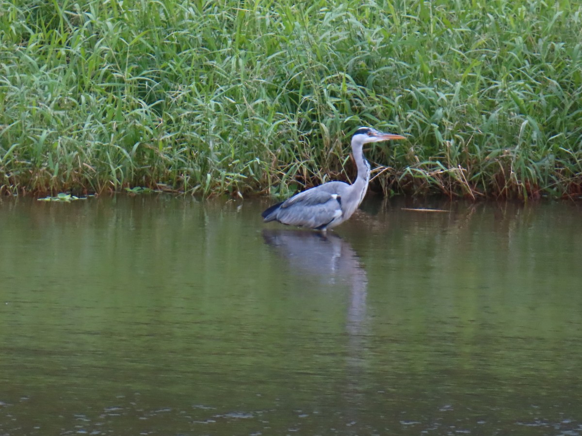 Gri Balıkçıl - ML646388360