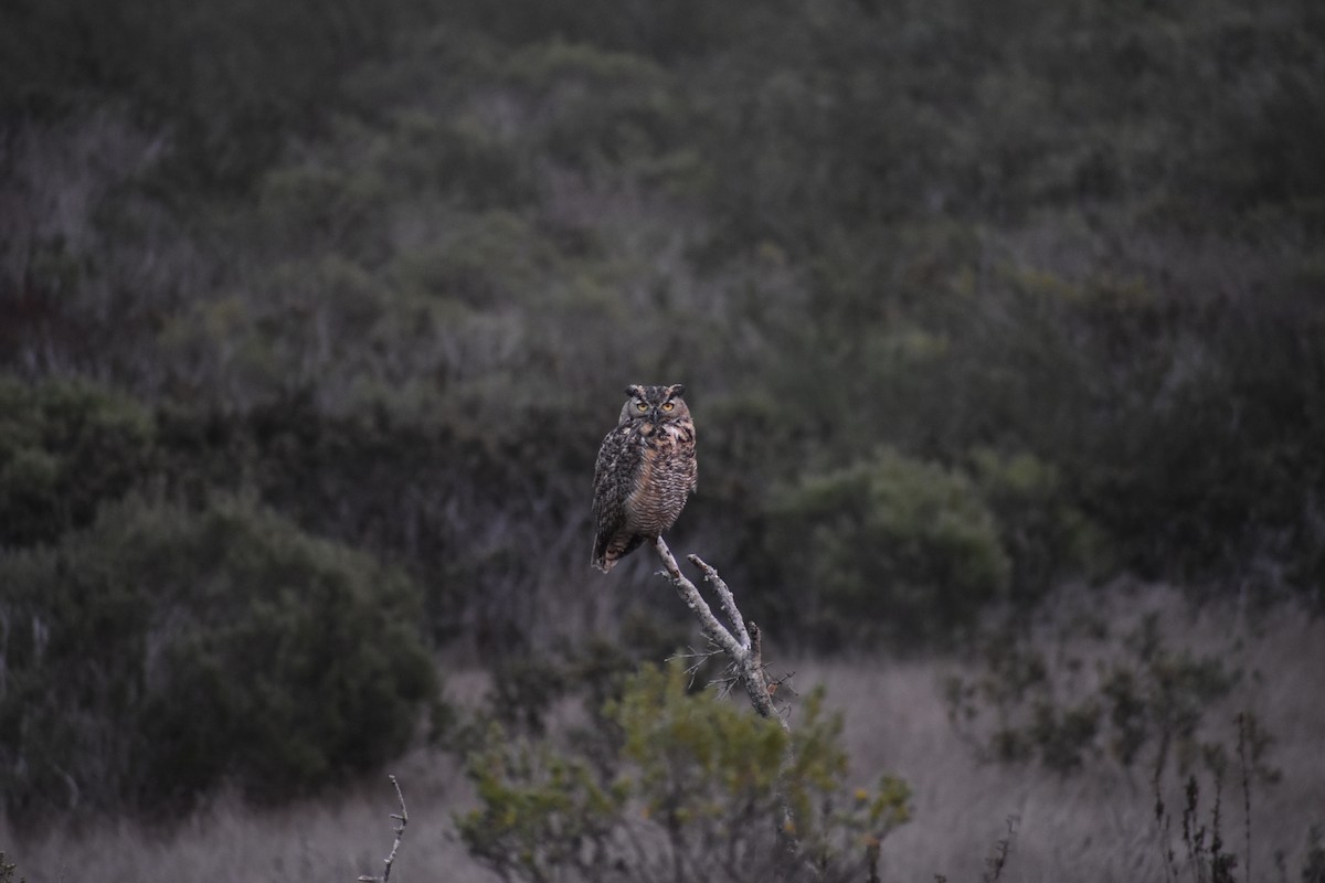 výr virginský - ML646388361