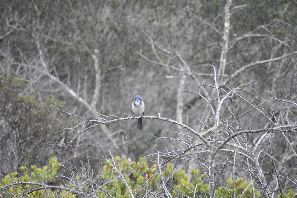 sojka západní - ML646388362