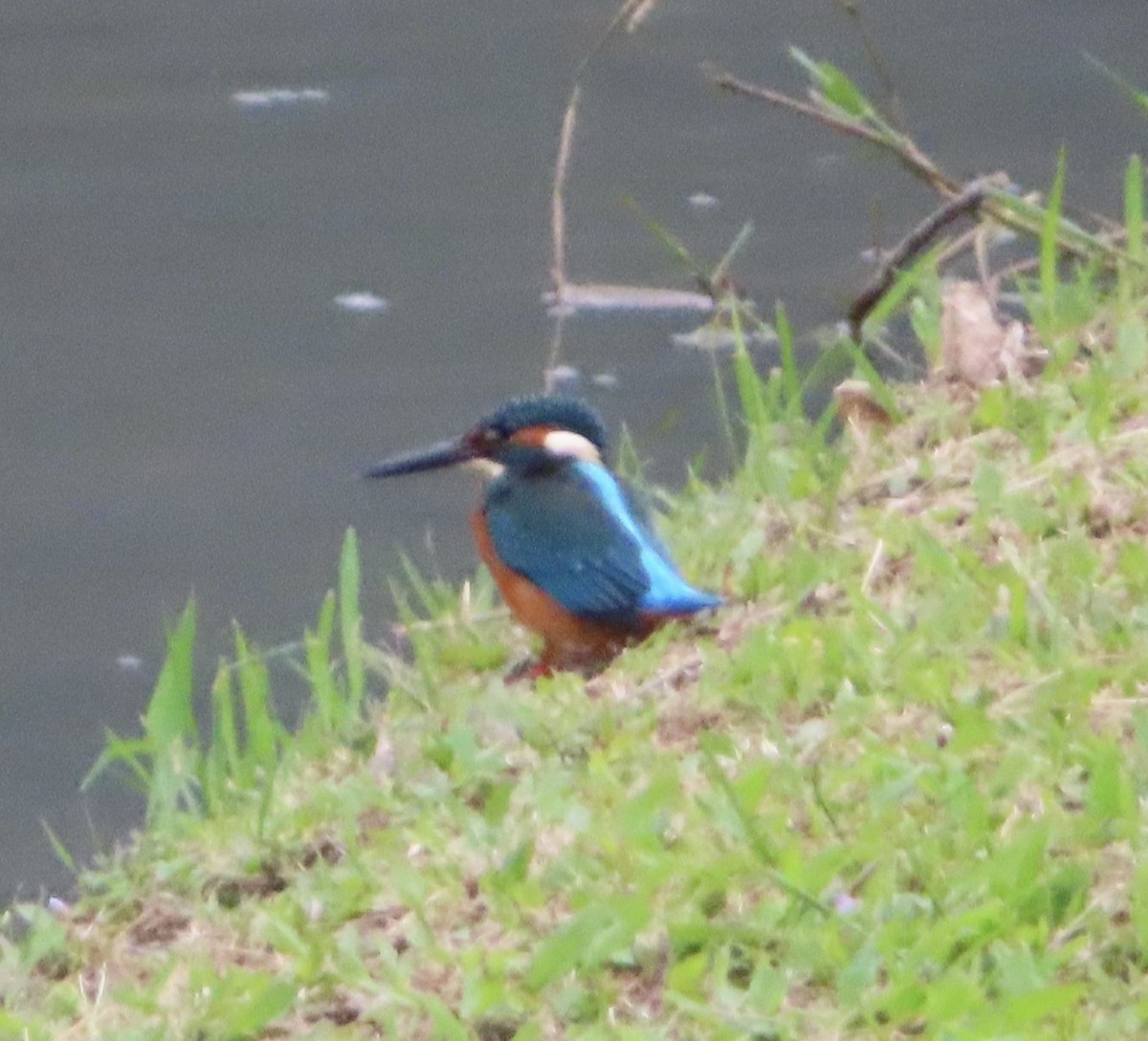 Common Kingfisher - ML646388363