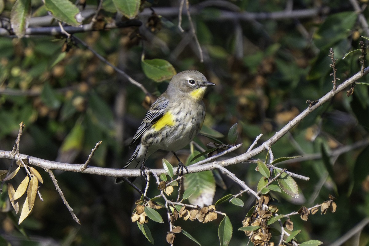 Yellow-rumped Warbler (Audubon's) - ML646388364
