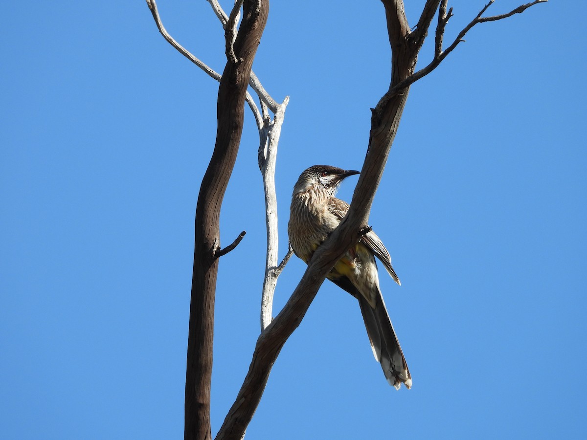 Red Wattlebird - ML646388365