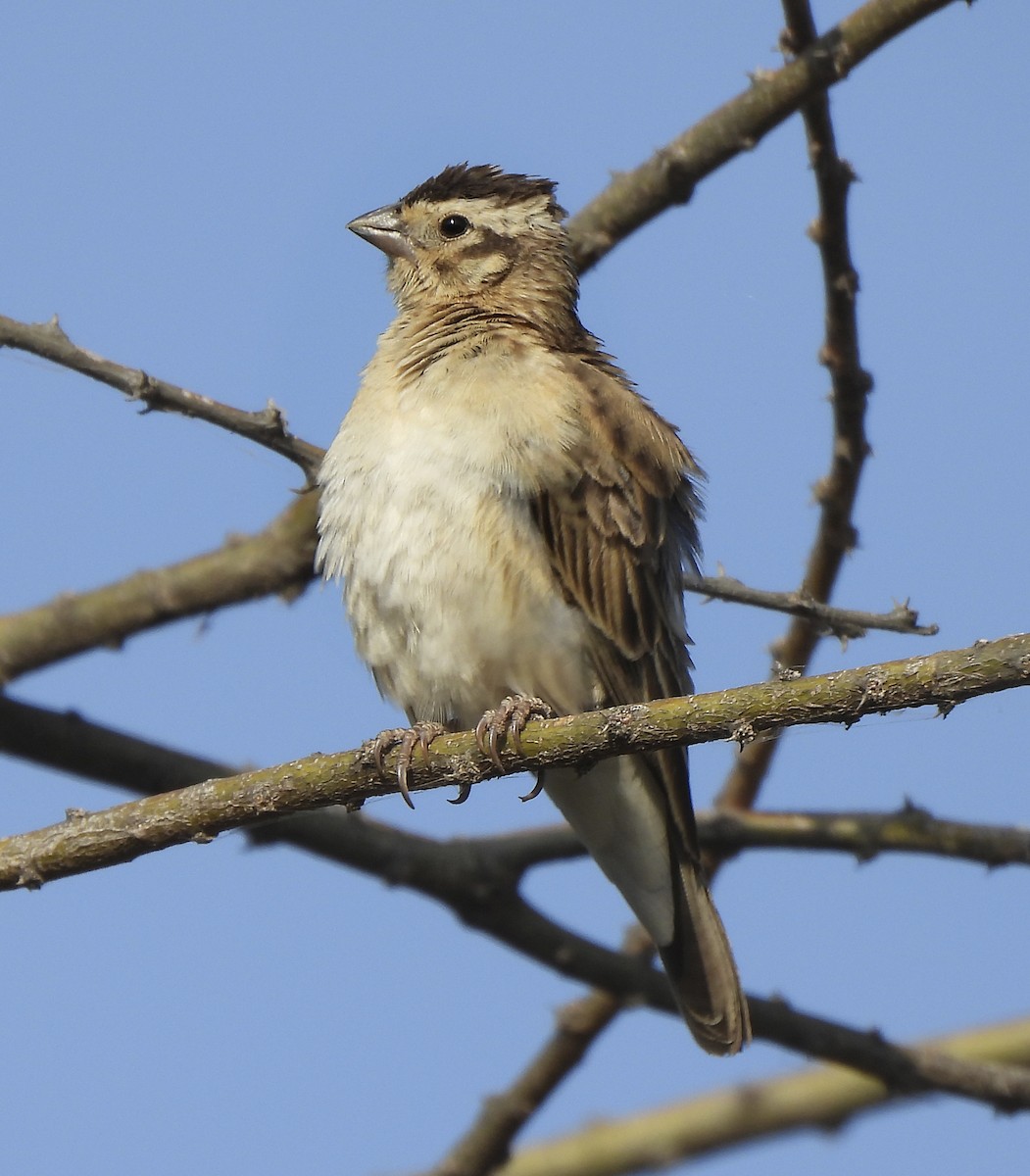 Eastern Paradise-Whydah - ML646388366
