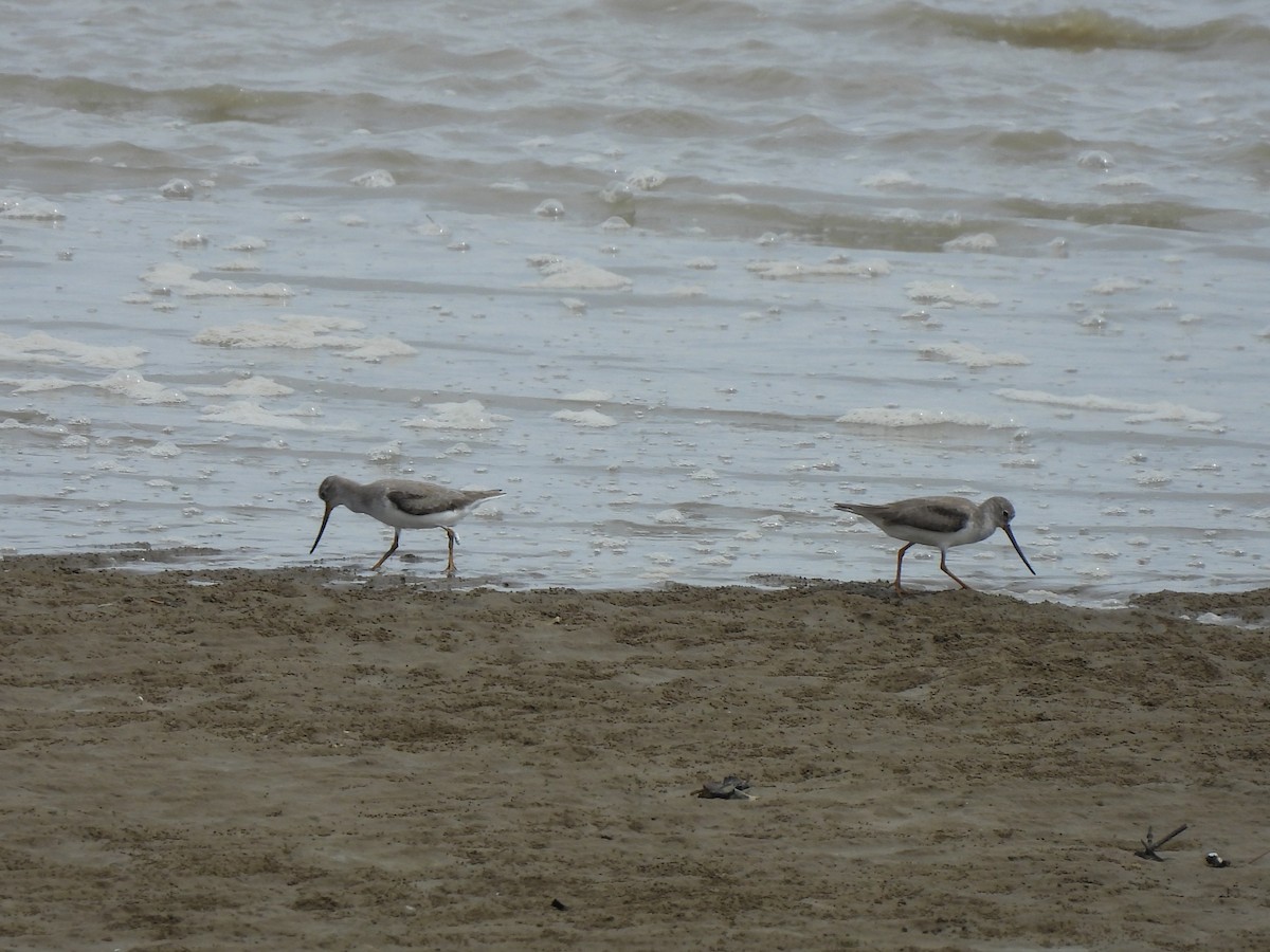 Terek Sandpiper - ML646388367