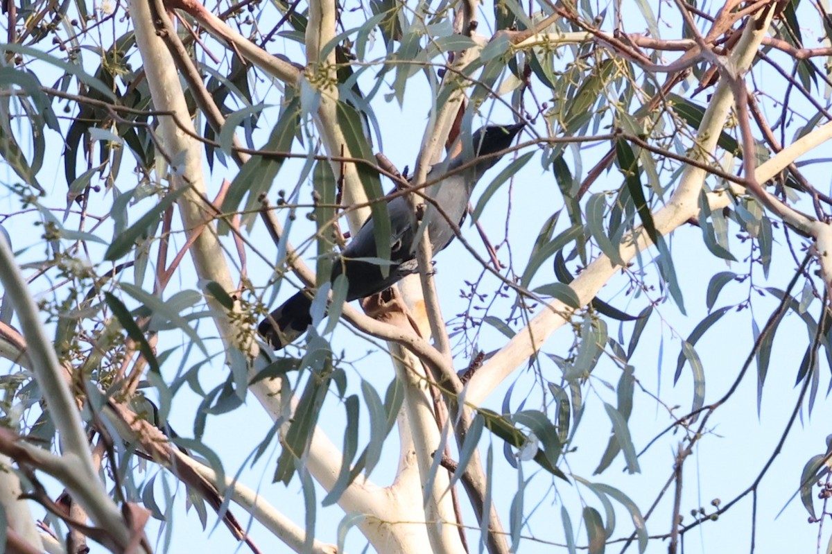 Sahul Cicadabird - ML646388368