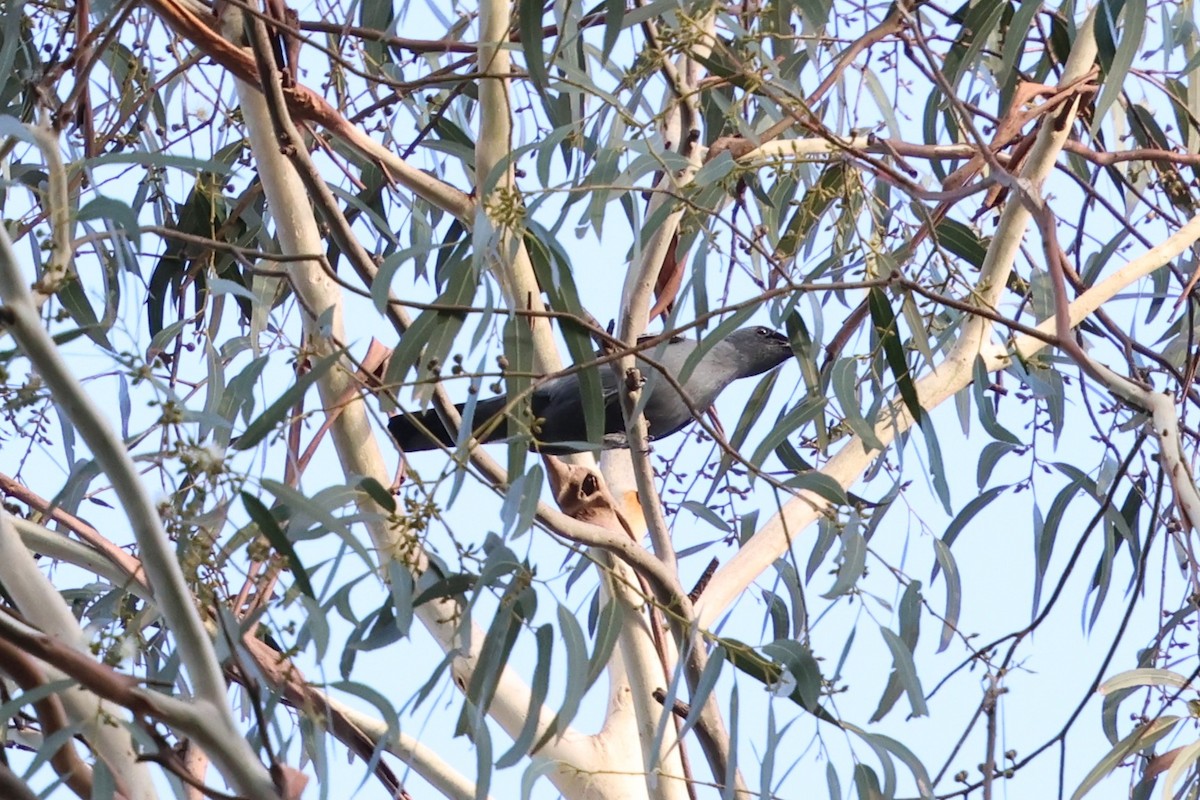 Sahul Cicadabird - ML646388369