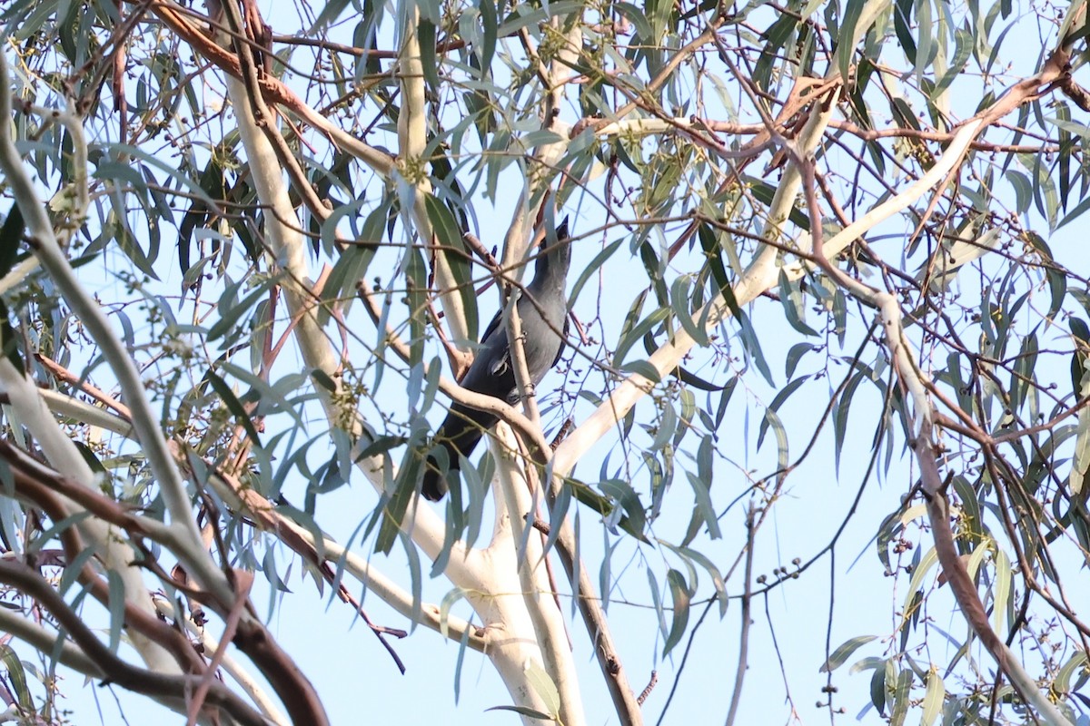 Sahul Cicadabird - ML646388370