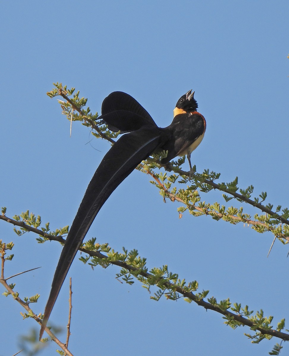 Eastern Paradise-Whydah - ML646388371
