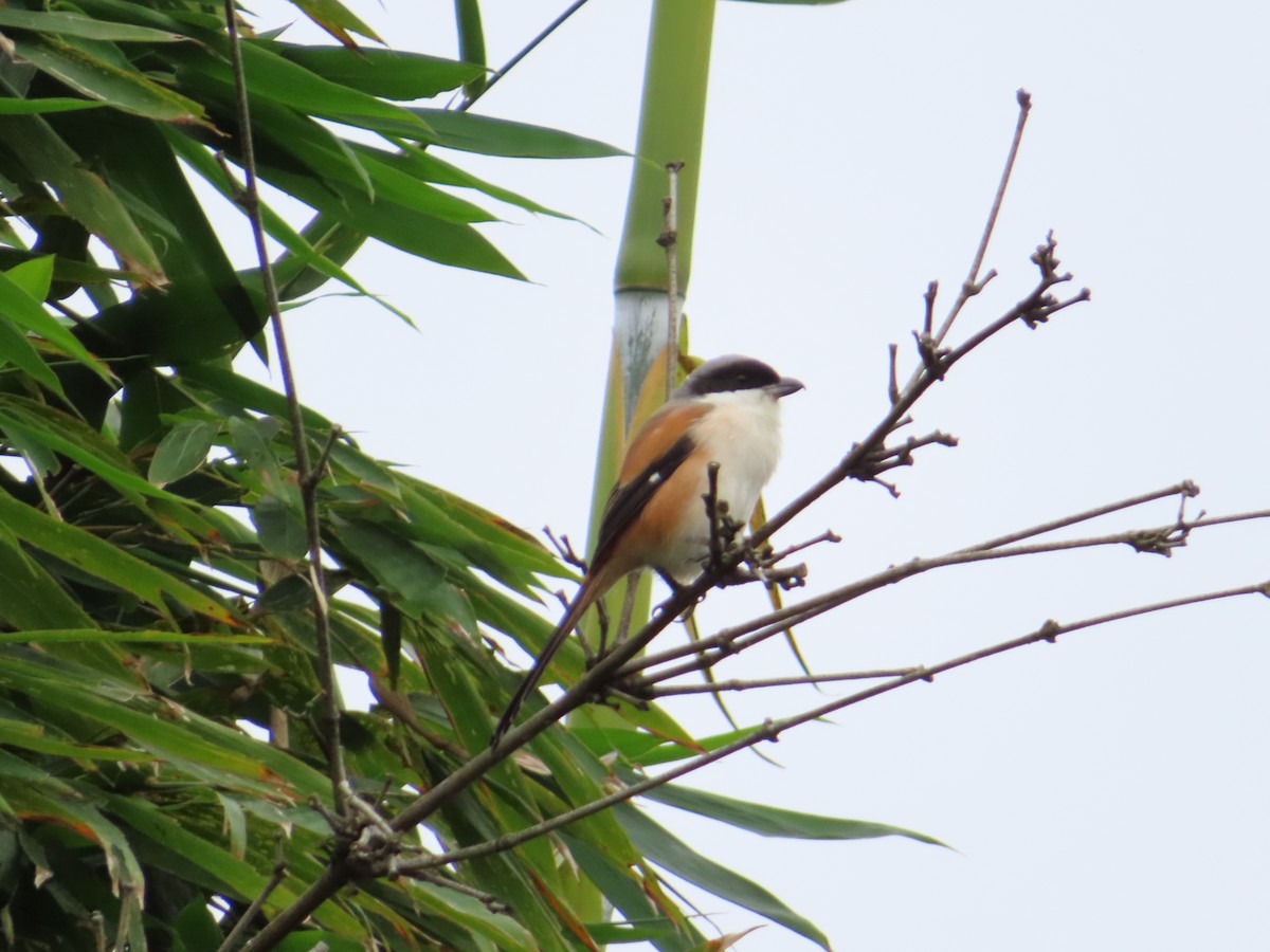 Long-tailed Shrike - ML646388373