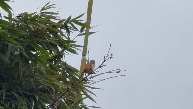 Long-tailed Shrike - ML646388374