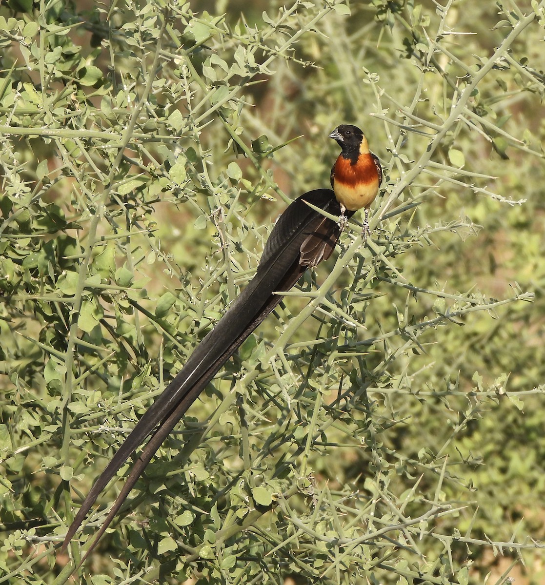 Eastern Paradise-Whydah - ML646388375