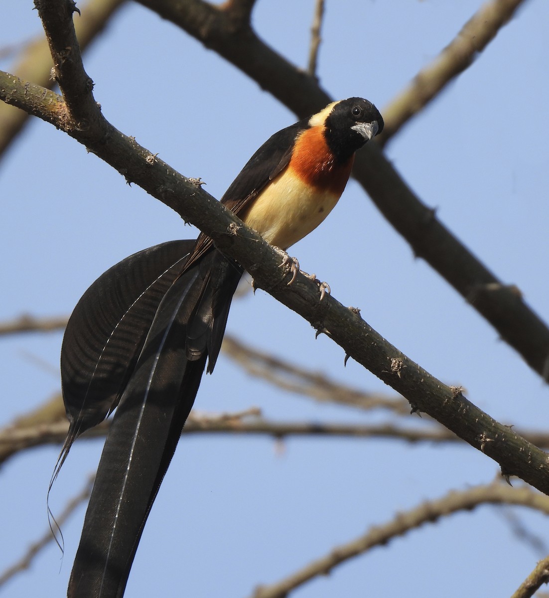 Eastern Paradise-Whydah - ML646388376