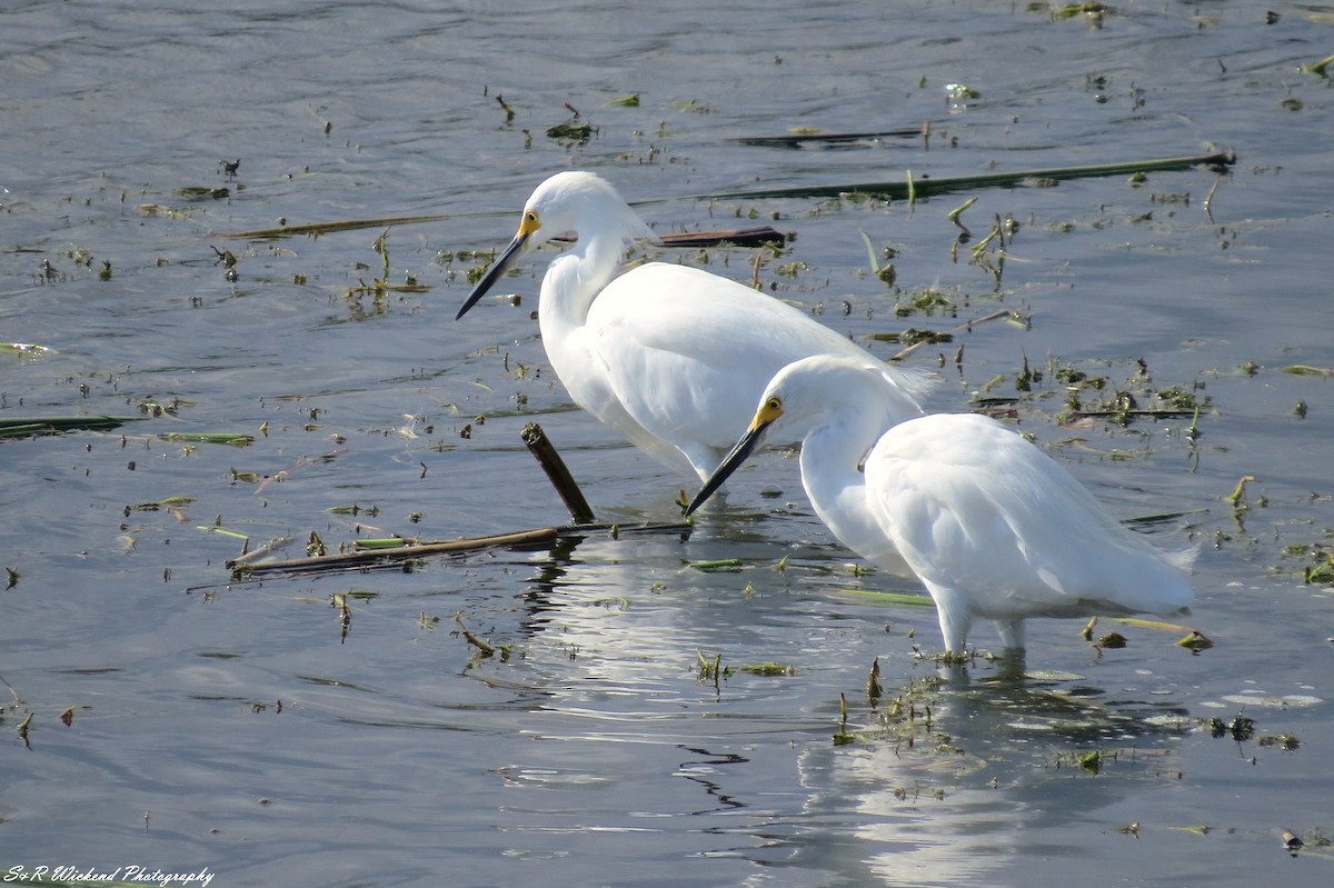 Snowy Egret - ML646388380