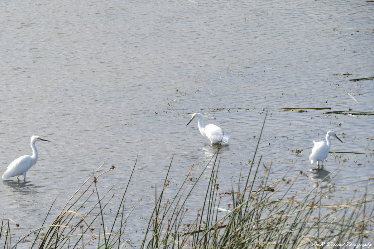 Snowy Egret - ML646388381