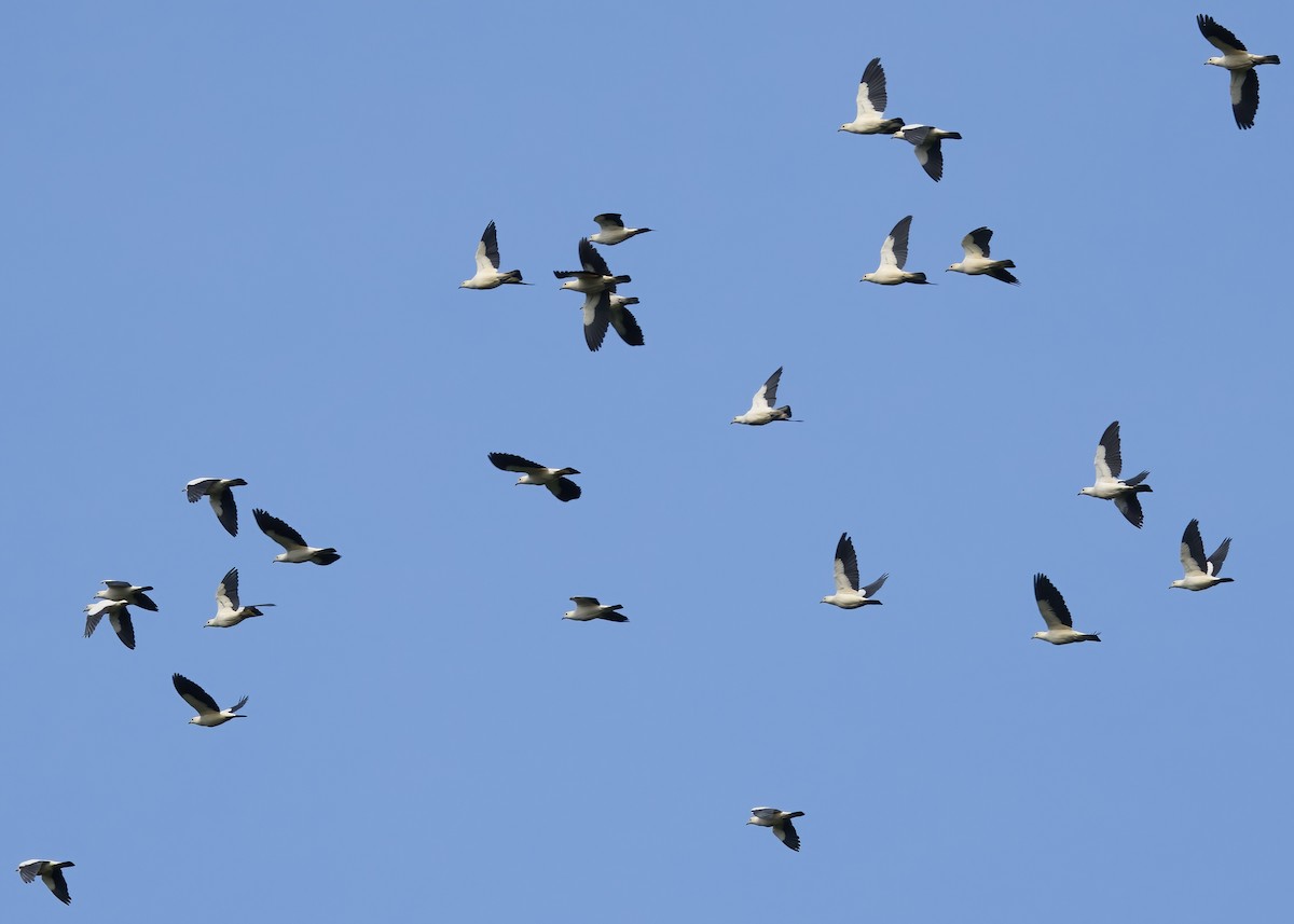 Pied Imperial-Pigeon - ML646388382