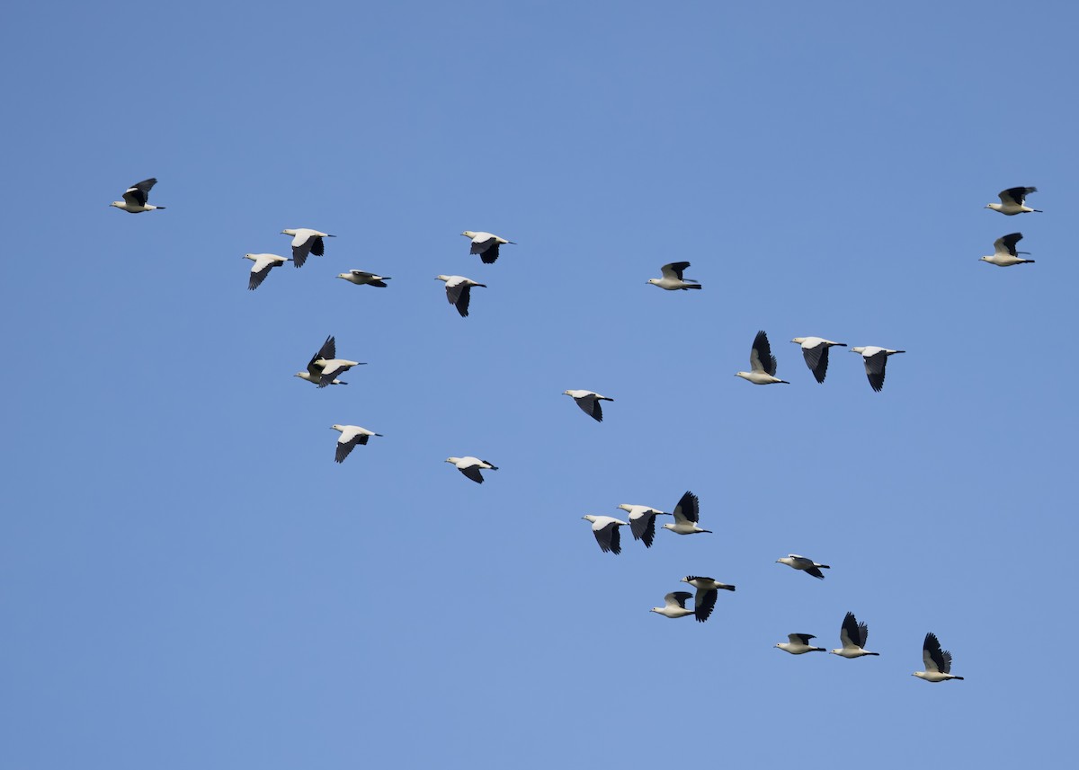 Pied Imperial-Pigeon - ML646388383