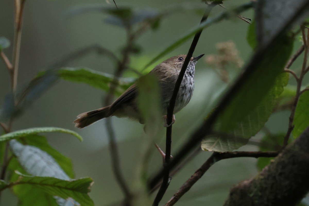 Brown Thornbill - ML646388384