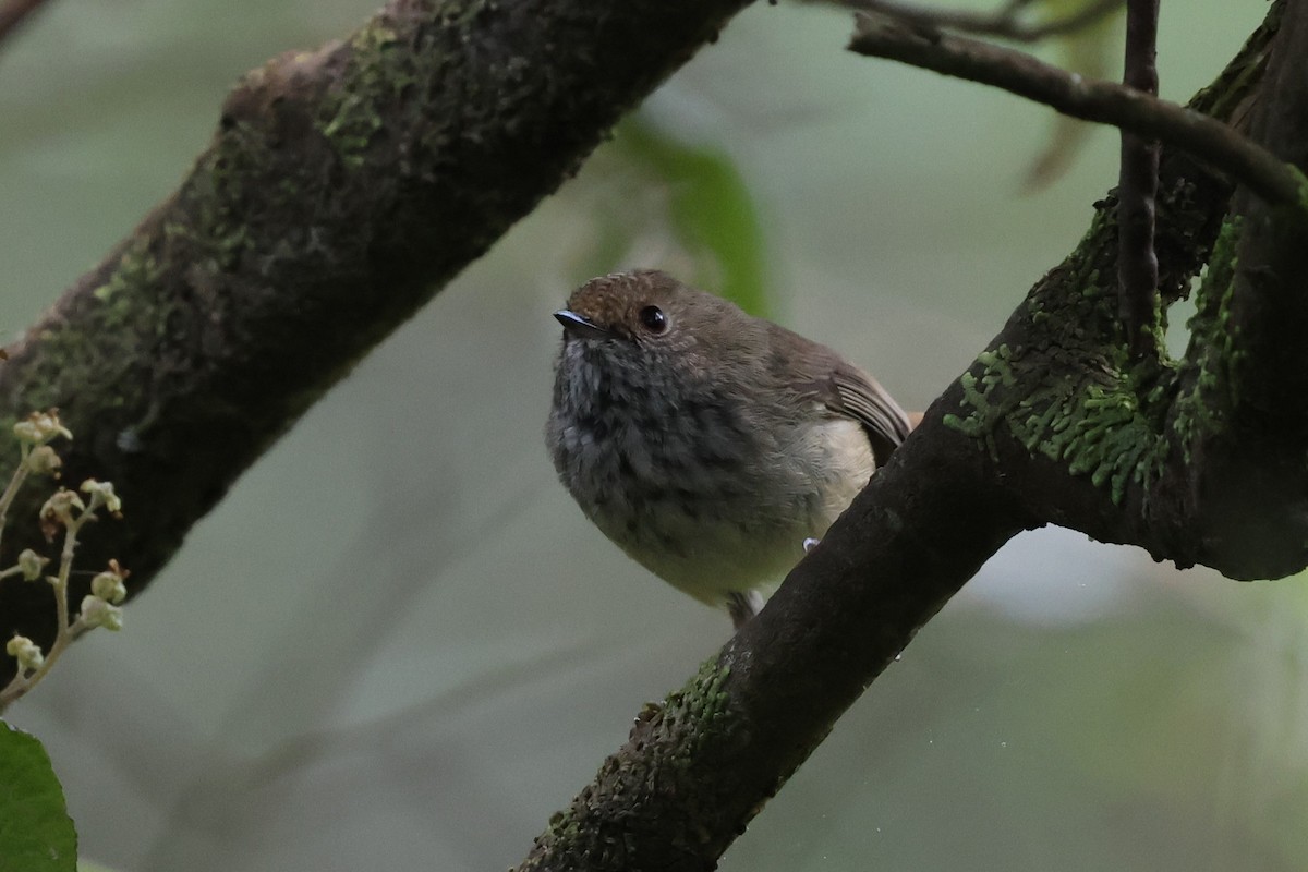 Brown Thornbill - ML646388385