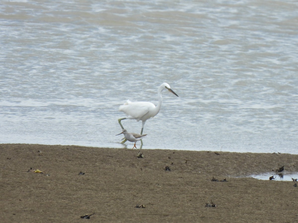 volavka žlutozobá - ML646388386