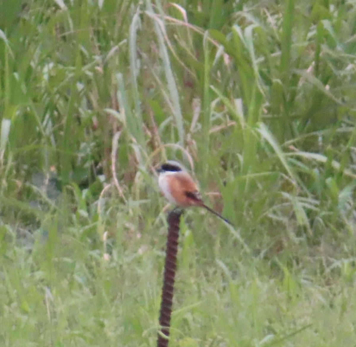 Long-tailed Shrike - ML646388387