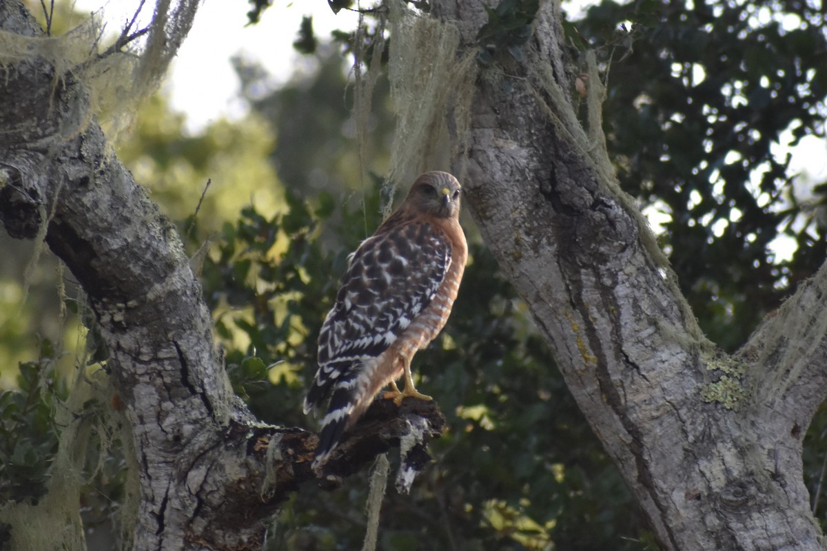 káně páskovaná - ML646388388