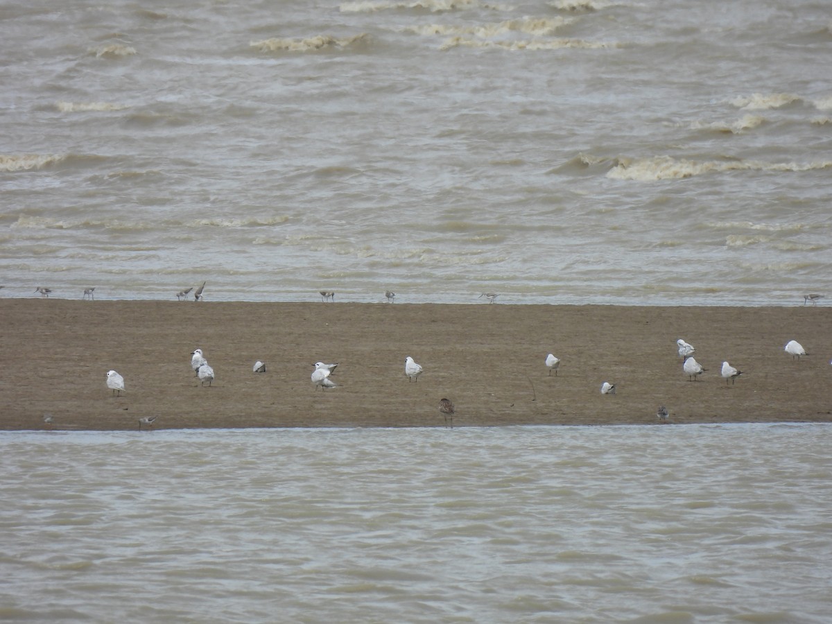 Gull-billed Tern - ML646388389