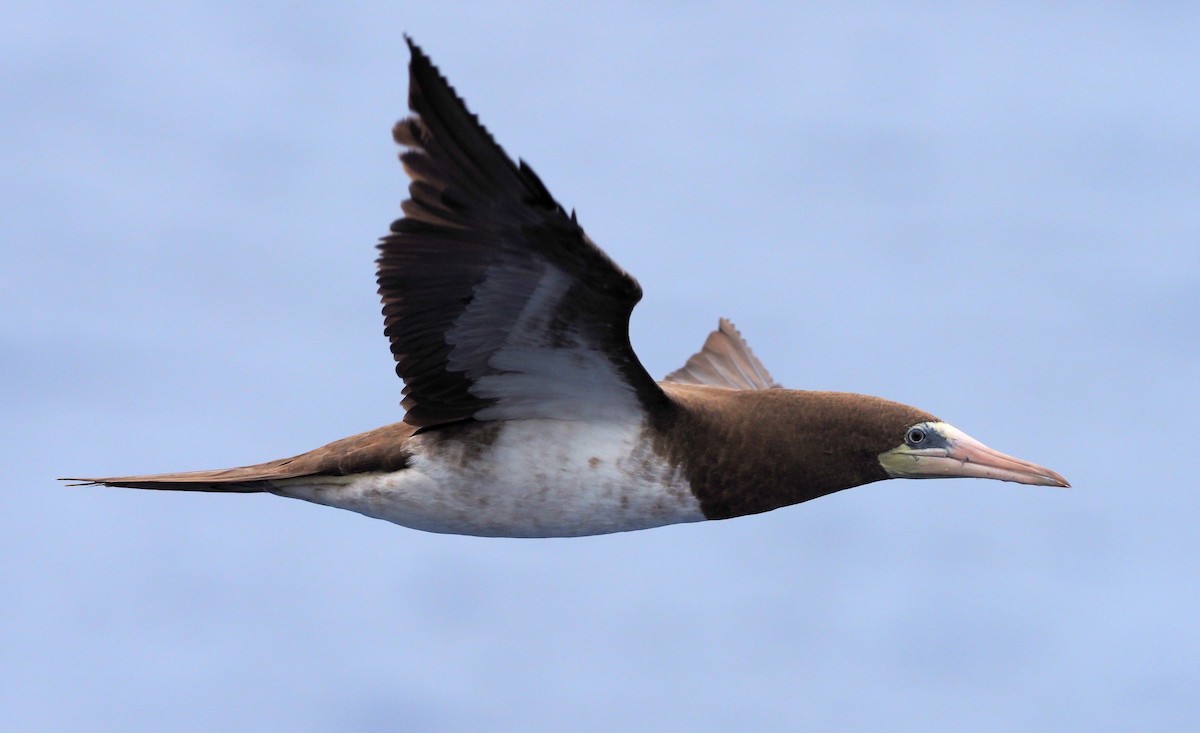 Cocos Booby - ML646388391