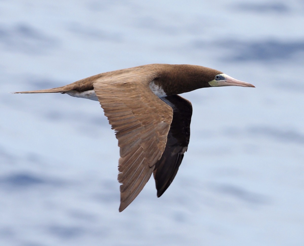 Cocos Booby - ML646388392