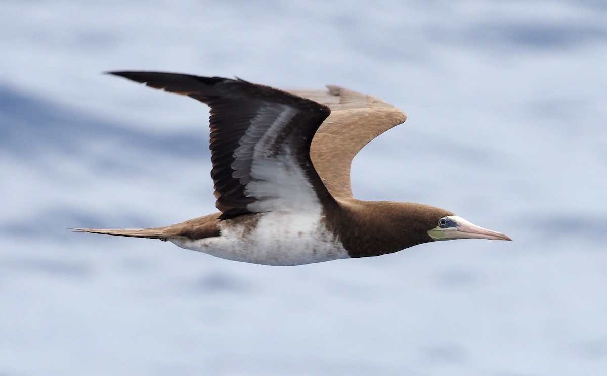 Cocos Booby - ML646388398