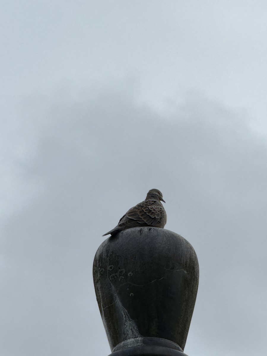 Oriental Turtle-Dove - ML646388399