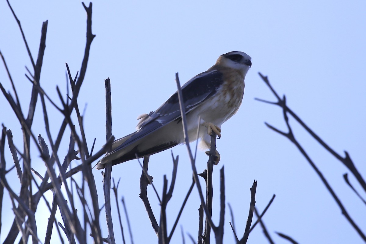 Black-shouldered Kite - ML646388400