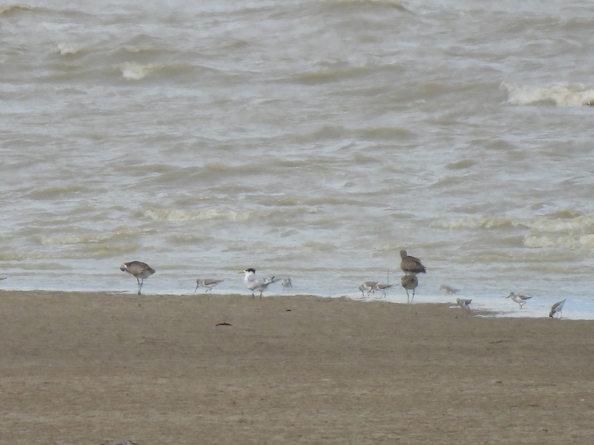 Great Crested Tern - ML646388401