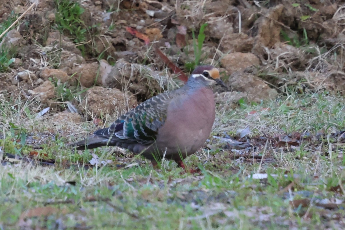 Common Bronzewing - ML646388402