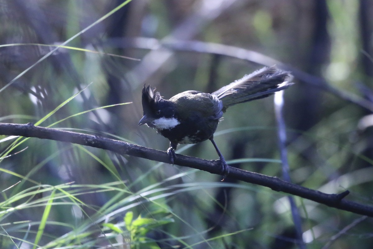 Eastern Whipbird - ML646388403