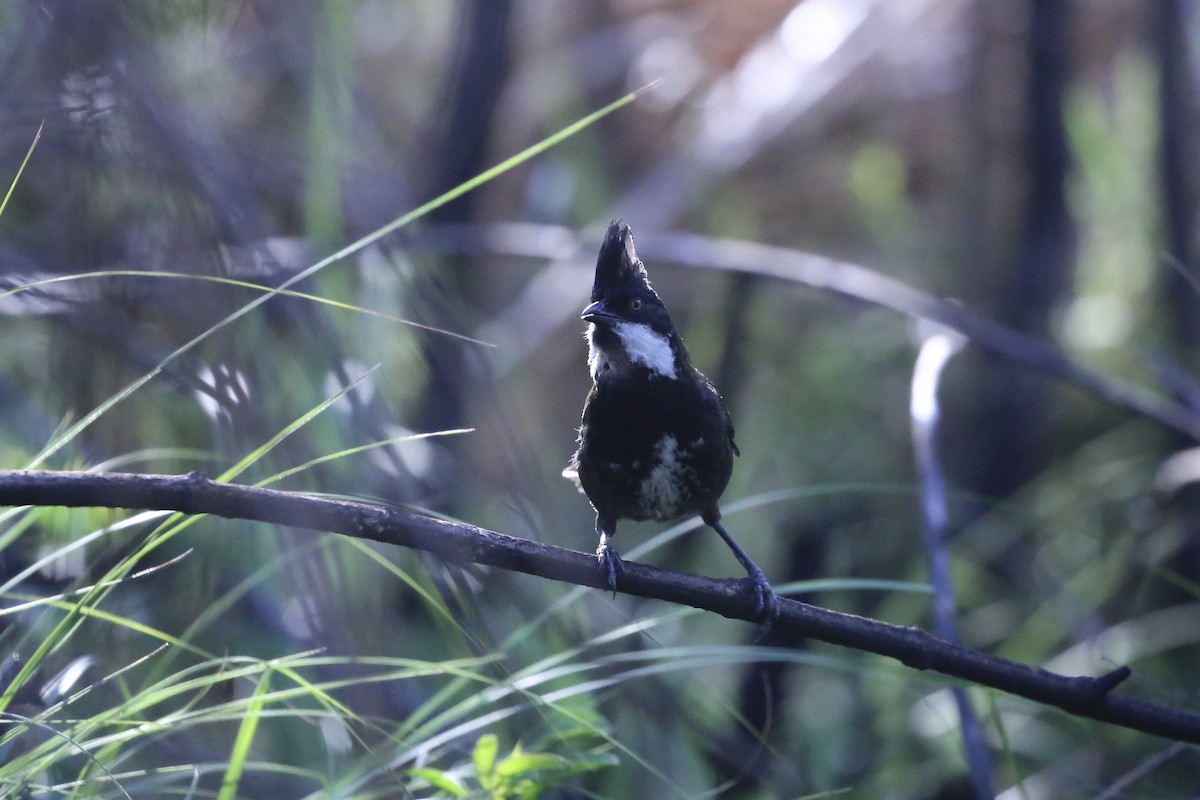 Eastern Whipbird - ML646388404