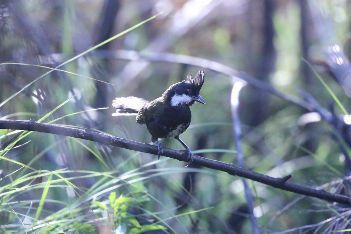 Eastern Whipbird - ML646388405