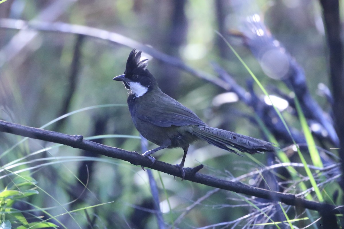 Eastern Whipbird - ML646388406