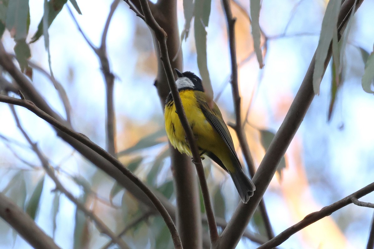 Golden Whistler - ML646388407