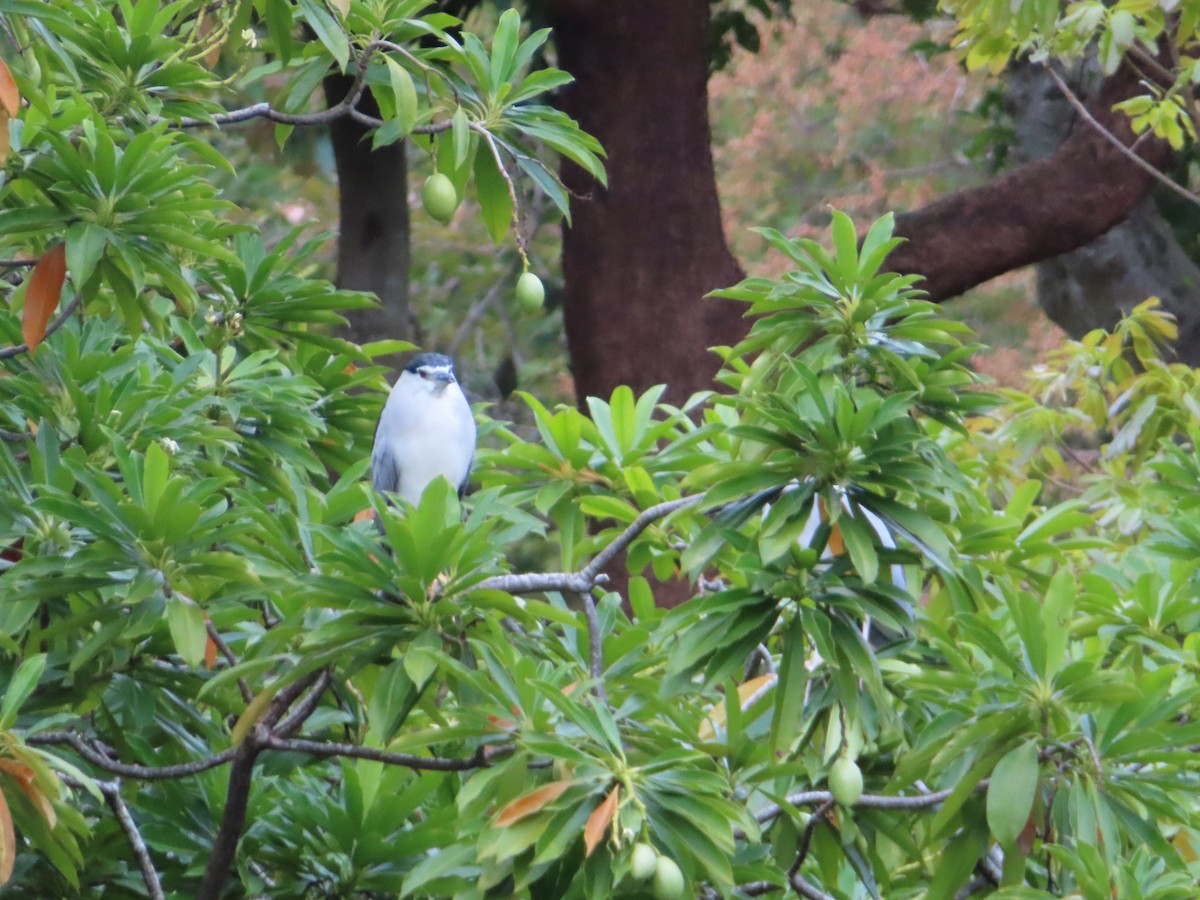 Black-crowned Night Heron - ML646388408
