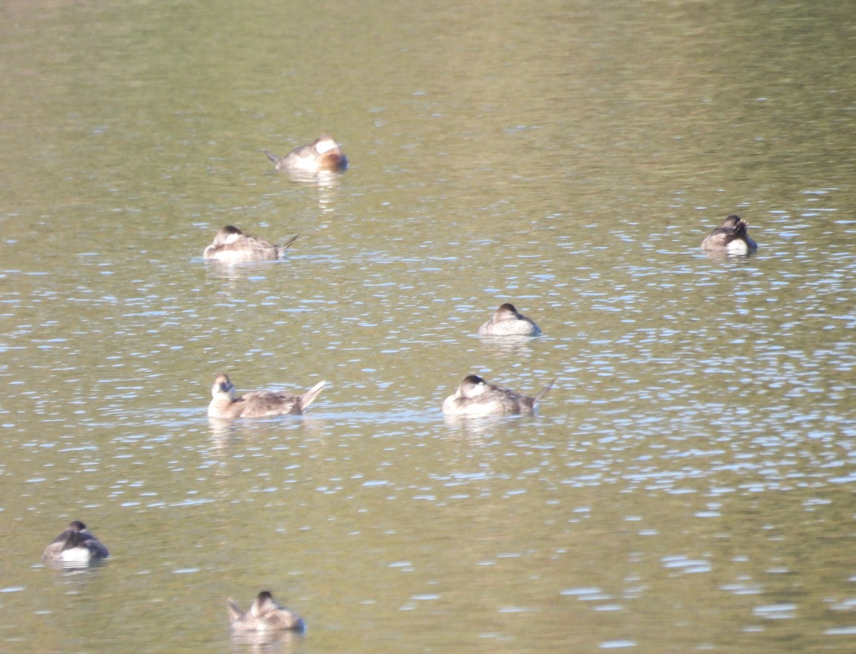 Ruddy Duck - ML646388409
