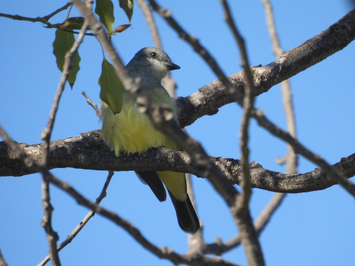Cassin's Kingbird - ML646388410
