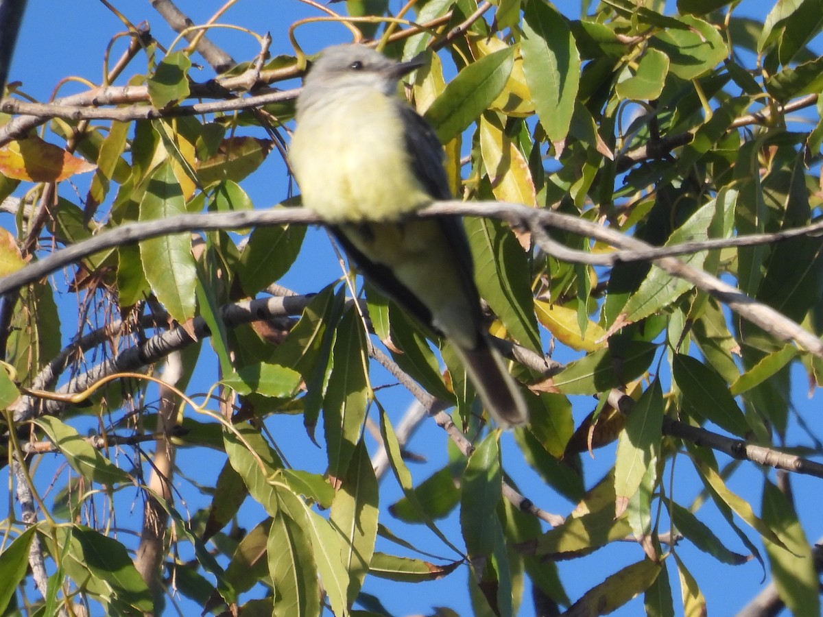 Cassin's Kingbird - ML646388411