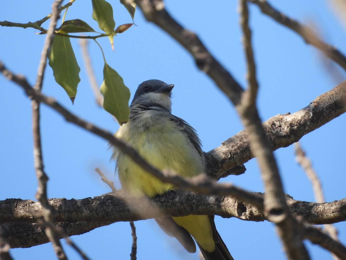 Cassin's Kingbird - ML646388412